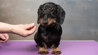 Dachshund wire-haired miniature (Такса ж/ш мини), Zveni-Dachs Чиколетта (6 м. old)
