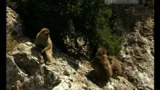 Part 2 Alien Animals - BBC Planet Wild