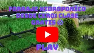 Producci&oacute;n de forraje hidrop&oacute;nico desde cero, paso a paso 🌱