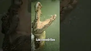 datos SECRETOS de Animales salvajes