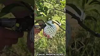 M&ugrave;i của vườn ở n&ocirc;ng th&ocirc;n, của những tr&aacute;i m&atilde;ng cầu cắt s&aacute;ng sớm