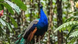 Peacock🦚 (🗣️WHAT!😟)