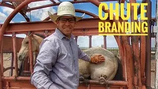 BRANDING FOALS IN THE CHUTE | A MONSTER FOAL GOES HOME