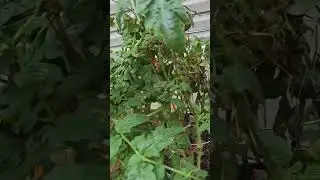 СЛЕДУЙТЕ ПО ДОРОГЕ ИЗ ЖЕЛТОГО КИРПИЧА #kottysitting next door #tomato check