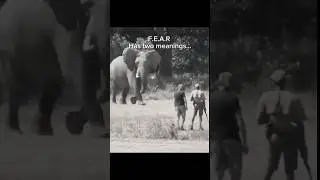 fearless man standing in front of aggressive African elephant
