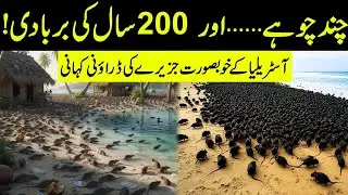 Why Australia RELEASE Thousands of Rats On Crab Island - And Results Shocked The World