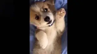 FunnyPetCompilation #2