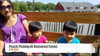 Peach Picking At Demarest Farms