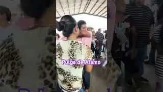 Pulga de Alamo Texas #youtubeshorts #music #folklore #pulgadealamo #humor #follow #viralshort