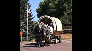 Gray Percheron mares for sale