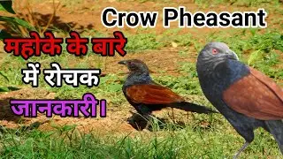 Calm Bird of Asia / Crow Pheasant Loves Living in Sugarcane Fields | Crow Pheasant Information Hindi