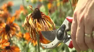 Deadheading