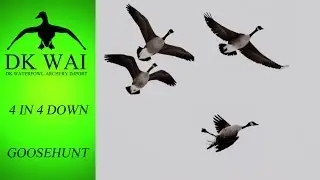Greylag goose hunt 