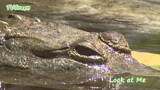 Johnston's crocodile - crocodylus johnstoni - freshie