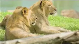 Lions : Social Behaviors of Lions