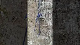 &ldquo;This Adjustable Camping Knot Makes Setup So Easy&rdquo; #knot #shorts #diy