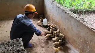 A Kind-Hearted Man Buys Ducks and Does the Unexpected #lifesingle