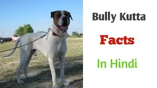 Bully Kutta Dog Facts In Hindi / Indian Dog Breed / Doggz and Animals