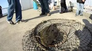 GoPro - Belmont pier Halibut