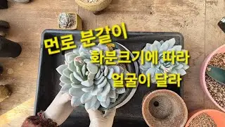 분갈이 하기 화분에 따라 얼굴이 다르네