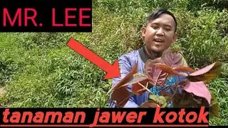 review tanaman mr.Lee||tanaman hias corocphus erecphus alias jawer kotok 😅🌱
