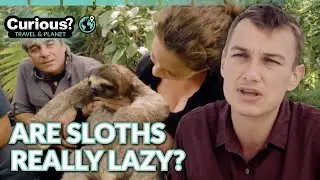 Pygmy Sloths Reveal Ecosystem Secrets 🦥