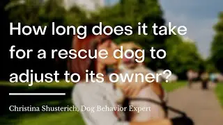 How long does it take for a rescue dog to adjust to its owner? | wikiHow Asks a Dog Behavior Expert