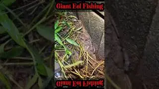 #big eel fishing