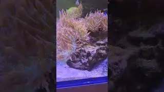 Beautiful Giant Anemones