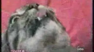 Un chat fou !