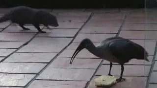 Mongoose vs Hadeda - who wins??