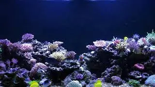 Edward&rsquo;s 1000GL mixed SPA and tang reef
