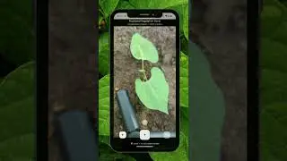 Leaf Area Index - LAI: Vegetation Cover. Understand plant growth rate on daily basis #petiolepro