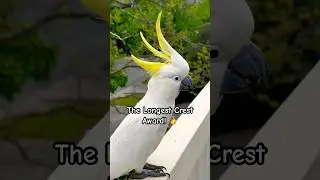 You Won't Believe the Size of This Cockatoo Crest! #birds #Parrot #tricks