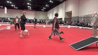 1/7/2023 Misc & FSS Open Show Schaumberg, IL: Danish-Swedish Farmdog - Female Puppy