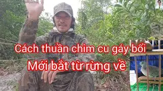 Chia sẽ cách thuần chim cu gáy mới bắt từ rừng về