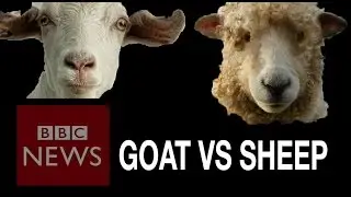 China New Year battle: Sheep v Goat