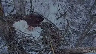 Decorah North Eagles 1-19-26 DNF to the nest to eat