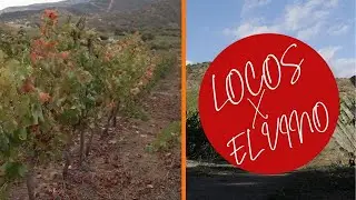 ¿Cómo han nacido y se están desarrollando las viñas en Chile? | Locos x el Vino