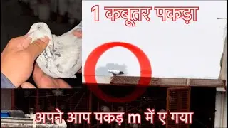 1 कबूतर पकड़ा 🔥🔥#viralvideo #trending #foryou 