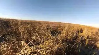 Ace's First Goose Retrieve x2