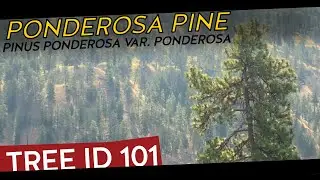 Identifying the Ponderosa Pine
