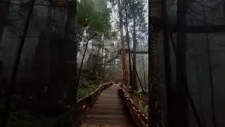 Pine forests #shorts #shortvideo #pine #tiktok