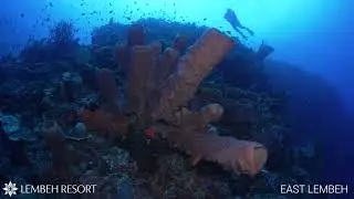 East Lembeh, North Sulawesi, Indonesia