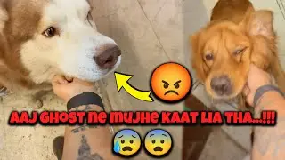 Aaj GHOST ne sach mein hadd kar di...!!!😡😡 @THE HIMALAYAN HUSKY