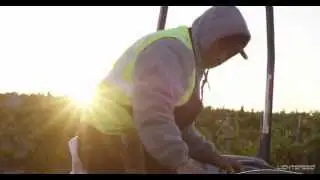 Wine Grape Harvest: Sonoma, California
