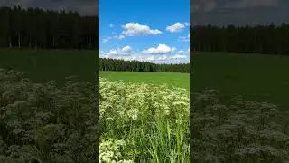 Maalaismaisemaa keskell&auml; suvea