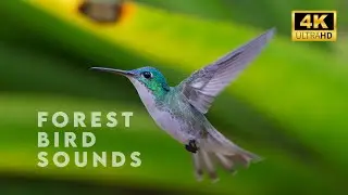 Relaxing Forest Bird Sounds for Focus, Study & Calm Mind (10 Min)