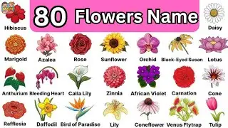 80 Flowers Name  | Learn Flowers name in English | Flowers Names | Flowers name | Flowers Vocabulary