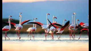 Sri Lankas Spectacular National Parks & Forest Reserves